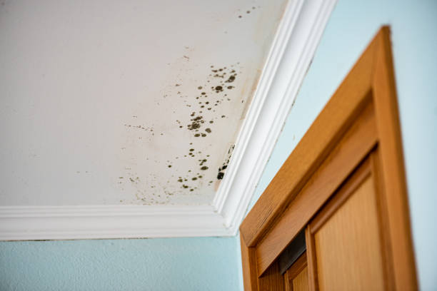 Best Residential Mold Remediation in Morrisonville, NY