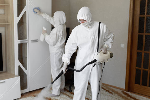 Best Residential Mold Remediation in Morrisonville, NY