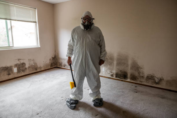Best Emergency Mold Remediation in Morrisonville, NY