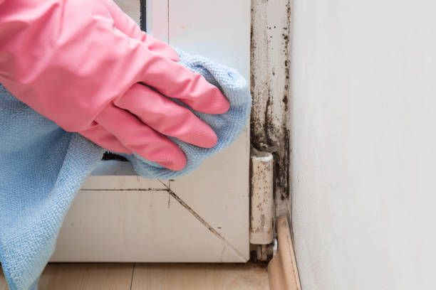 Best Mold Remediation for Schools in Morrisonville, NY